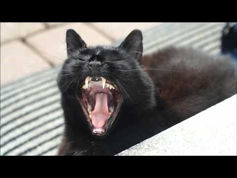 Cat yawning (slow motion)