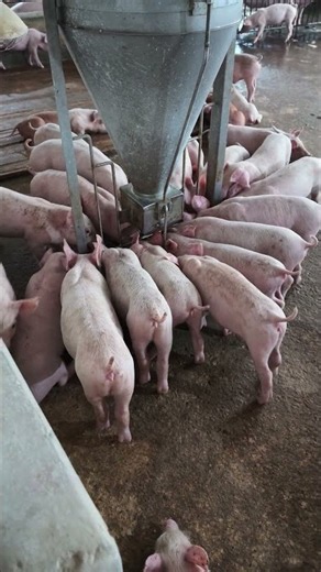 Hundreds of Piglets Eating at Once! 🐷