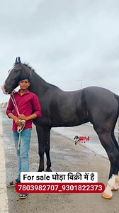 57K views · 1K reactions | ख़ूबसूरत मारवाड़ी राजा घोड़ा बिकाऊ है...