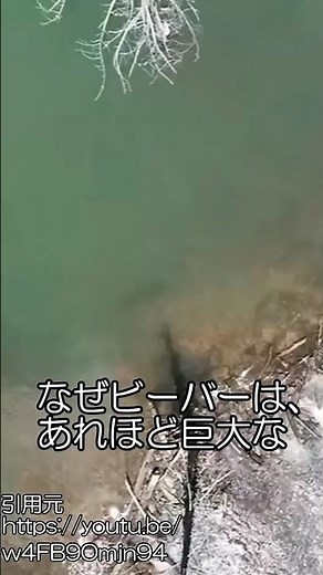 ビーバーがダムを作る理由 #生物 #雑学
