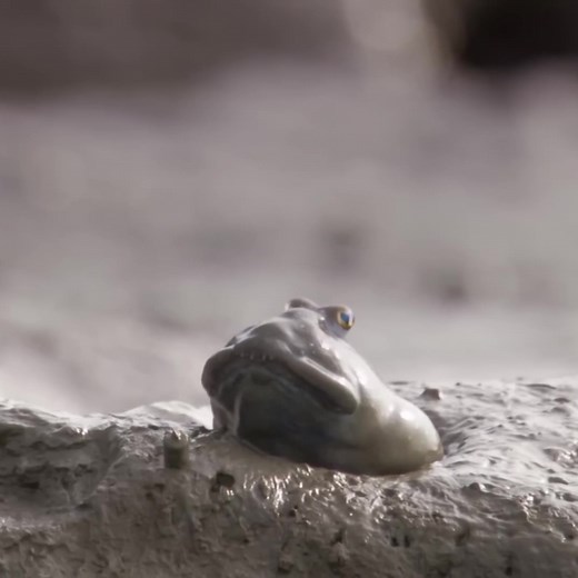 I Adore the Mudskipper | A Fascinating Animal Edit