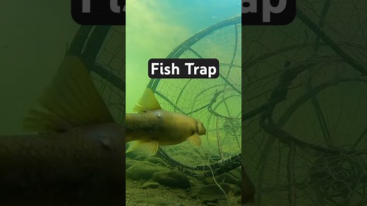 I built a fish trap with natural materials 🐟