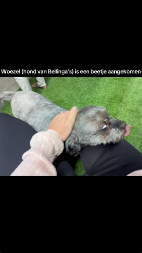 Daniel Bellinga meme: Woezel is een beetje aangekomen
