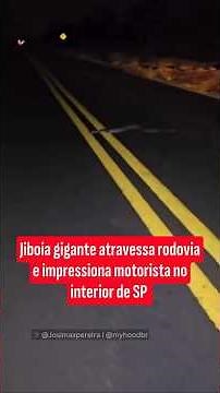 Jiboia cruza rodovia e impressiona pelo tamanho