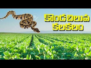 సోయా పంటలో# కొండచిలువ# రైతన్నలు జాగ్రత్తKondachiluva in # Soyabean # Crop