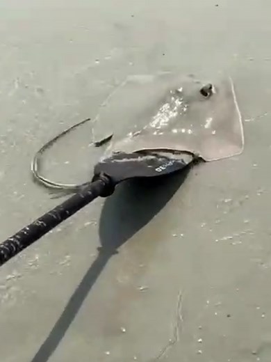 Helping a stingray back into the ocean! I was going fishing in Myrtle Beach and caught this stingray so I unhooked it and used my paddle to push him back in the ocean! I've been catching a lot of stingrays in Myrtle Beach! I was trying to catch some red drum but accidentally got this stingray! The fish are biting pretty good in Myrtle Beach right so bring a fishing rod if you're coming! #myrtlebeach #myrtlebeachsc #northmyrtlebeach #foryoupage #viral @BryceDoes