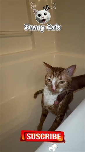 #FunnyCats #cats #fyp #viral