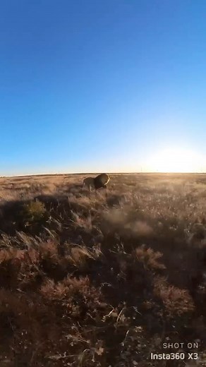 Behind the Scenes: Feeding Our Wild Pride 🦁🍖 Caring for a pride of lions isn’t just about providing space—it’s about ensuring they get the nutrition and enrichment they need to thrive. Every feeding is carefully planned, from selecting the right diet to monitoring each lion’s health and behavior. Our team works hard behind the scenes to make sure our wild pride stays strong and healthy. From preparing large, species-appropriate meals to safely distributing food, it’s a process that requires sk