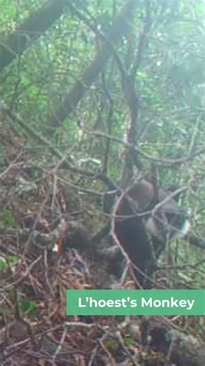 What wildlife can be found in the Itombwe Nature Reserve?