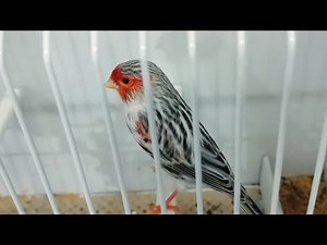 INTERNACIONAL SOR MODENA 2025 . 1ª PARTE MELÁNICOS EQUIPOS PREMIADOS.