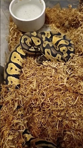 Fire Orange Dream Chocolate Ball Python Check-In | Stunning Morph Progress!