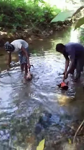 Gamefowl training method (jungle massive)