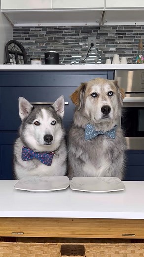 Champ and Tyson Try Healthy Dog Food Varieties | Food Taste Test