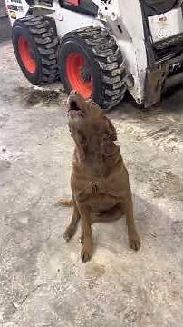 Chesapeake Bay Retriever Howling