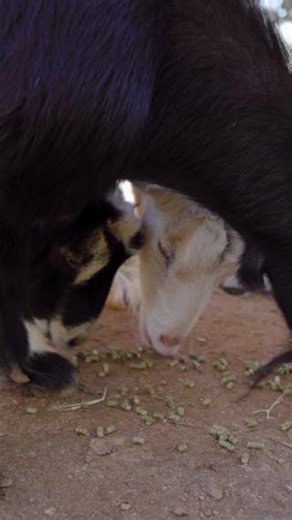 Meet the Wild Wild West's most adorable outlaws: ◾ Alvin: WANTED for trying to look cool. Always caught posing with a leaf or stick in his mouth. ◾ Tyler: WANTED for excessive kindness. Lets other goats use him as a pillow or hoof rest. ◾ Chester: WANTED for pickpocketing. Sneaks items from the pockets of unsuspecting staff and guests (he always gets caught, of course). One thing we can say for sure is that these goats are guilty of stealing our hearts every day. Recently, they celebrated their 