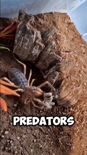 Camel Spider: The Terrifying Desert Hunter Explained!
