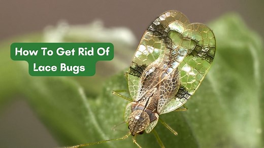 How To Get Rid Of Lace Bugs Naturally (13 Proven Methods)