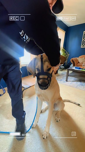 Tyler is working on muzzle training with Roads today! Muzzle training isn’t just for dogs who are aggressive or reactive — it’s an essential life skill for every dog. When a dog is comfortable in a muzzle, it reduces stress in situations where handling might be necessary, like emergency vet visits, injuries, grooming, or high-pressure environments. A properly introduced muzzle builds safety, confidence, and trust. It teaches your dog that the tool isn’t something to fear, and it ensures that if 