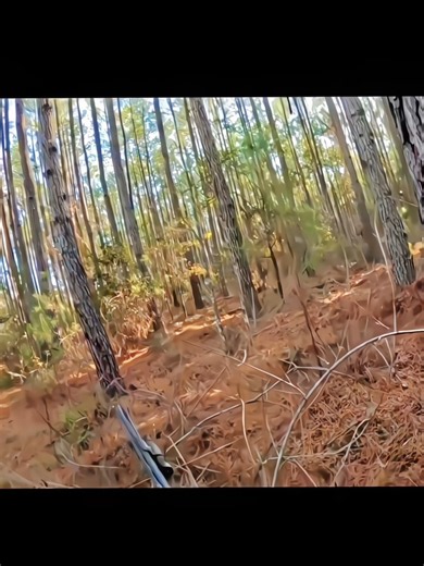 Wild deer hunting best solo raining shots best shots wild deer hunting 🦌🦌
