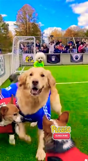 🐶🏆 WORLD’S MOST ADORABLE SOCCER GAME!#soccer #shorts #trending #viralvideo #viral
