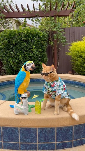 584K views · 24K reactions | A little tribute to Jimmy Buffett, fly high with the parrots Jimmy. Sending our love to you in paradise. 列#jimmybuffett #margaritaville #artist #tribute #music #paradise #pop #catsofinstagram #fun #life #parrot #tropical #parrothead #florida #reels | Tiger JoJo | Facebook