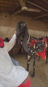 58K views · 4.5K reactions | Rameez Bhai ka shoq in qasoor Contact nbr:+92 321 6534303 | Ashraf gujjer goat farm | Facebook