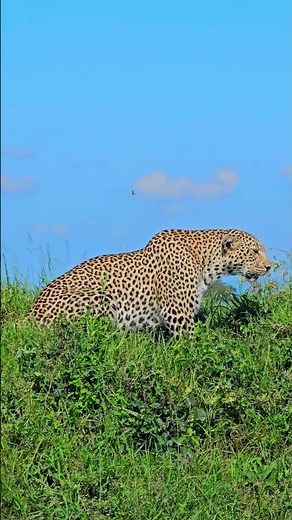 Leopard Looks Out!! 🐆🐆🐆 #Wildlife #ShortsAfrica