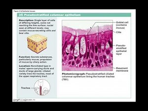 Chapter 4.2.2 Epithelial Tissue Types BIO201