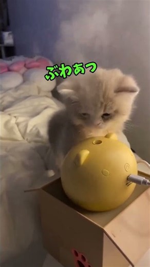 These cats are just too cute to handle!🥰