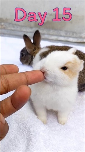 Rabbit Growth - Baby BUNNY Grow Up Day By Day #pets