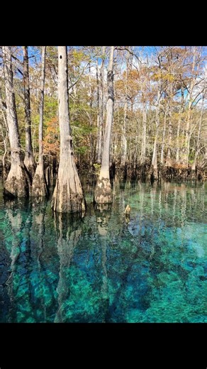 3 comments | There are many beautiful springs in FL. Morrison springs is a must see in the panhandle. | Pam Utton | Facebook