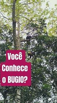 DO YOU KNOW THE BUGIO?