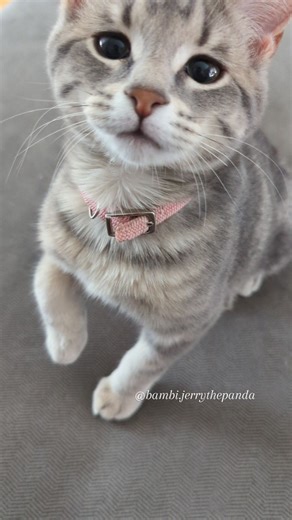 Jerry│Bambi│Bella│Poppy | 🌈Kalen on Instagram: "Bambi's just that girl! Reposting my most popular Bambi video since my other reel was removed wrongly! . . . . . . . . . #bambi #bambistomps #thatgirl #stomp #stompies #itgirl"