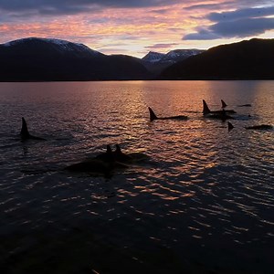 We're just 2 days away from seeing the empathetic and emotional lives of orcas and other whale species. #SecretsOfTheWhales streams April 22 on Disney | National Geographic History