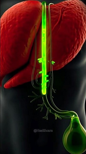 Gallbladder Action in 3D | How Bile is Stored and Released in the Human Body #healthcare #shorts