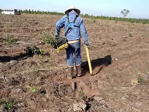 Planting Eucalyptus