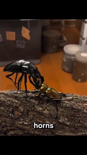 This Tiny Beetle Has Insane Strength