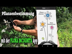 Pflanzen und Kräuter bestimmen mit der "FLORA INCOGNITA APP" | Bäume, Wildpflanzen und Sträucher