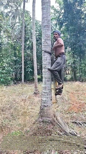 Scaling Palm Trunks: How a Handmade Climbing Rig Makes Tall Tree Harvests Safe and Steady
