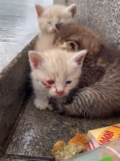 Why do we let this happen 🥺#RealLifeStrayCats#NoMoreHomelessPets#HelpStrayCats#TinySoulsInNeed (9611)