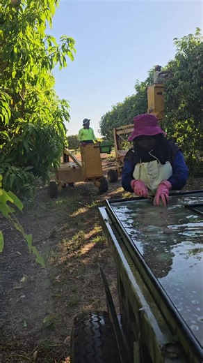 Discovering the Best Mangoes in Carnarvon, Western Australia