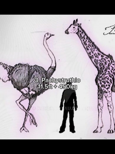 The 5 largest birds ever, how did they get so big? #prehistoric #dinosaur #extinct #birds