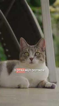 ⚠️ Dejar a tu perro o gato en la terraza cuando hace calor es PELIGROSO y podría salirte muy caro 🐶🐱