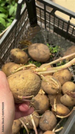 Preparing Seed Potatoes for Spring Planting: Best Varieties and Sprouting Tips