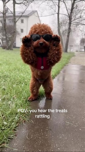 Poodle Dog Dancing to Treats Rattling Sounds