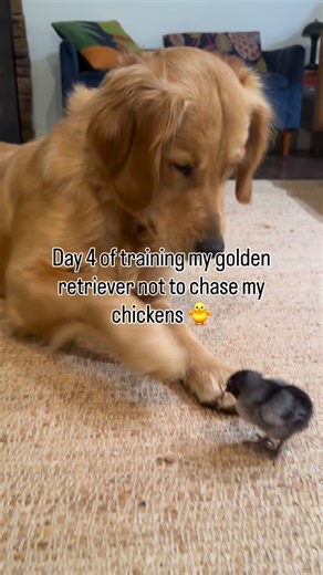 Honey the Lovely Golden Retriever on Instagram: "One moment honey seems peaceful and calm around the new batch of baby chicks. The next she wants to make the baby chick a snack. She is starting to be more comfortable with the baby chicks but she still needs lots of supervision I don’t know… I hope this helps! Any recommendations for how to train a bird dog not to chase birds - I’m all ears! ##goldenretriever #chickens #puppies #livestockguardiandog bestfriends"