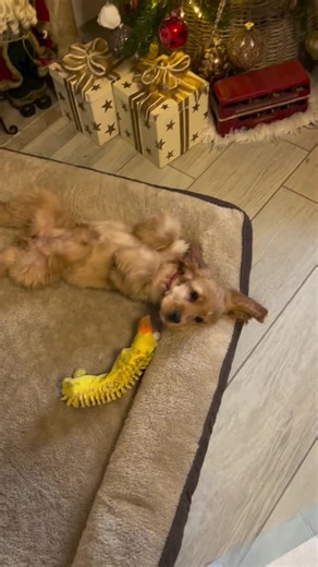 The Cocker Spaniel is a friendly, affectionate, and playful breed, perfect for families and first-time dog owners. Known for their big soulful eyes, silky coat, and wagging tail, they love cuddles, playtime, and making new friends. Intelligent and eager to please, Cocker Spaniels are easy to train and thrive in a loving, active environment. Whether as a loyal companion or a fun-loving family pet, they bring joy and warmth wherever they go. #traveltok #FYP #treanding #DogLovers #dogs