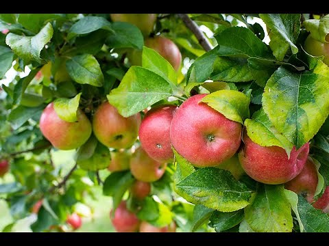 Les bienfaits de la pomme