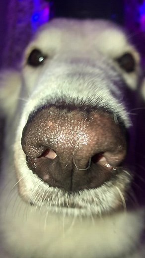 Close-Up Look at a Beautiful Dog's Nose