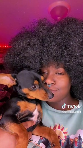 Chihuahua and Doberman Mix: Meet Gentle Backster